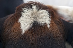 CHIGNON, TETE D'UNE VACHE DE RACE ISLANDAISE, DANS UN PRE AUX ENVIRONS D'AKUREYRI, NORD DE L’ISLANDE, EUROPE 