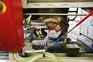ROBOT DE TRAITE POUR DES VACHES DE RACE ISLANDAISE, FERME DES ENVIRONS D'AKUREYRI, NORD DE L’ISLANDE, EUROPE