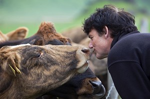 HOMME ISLANDAIS EMBRASSANT UNE VACHE DE RACE ISLANDAISE, COTE SUD DE L'ISLANDE, EUROPE 