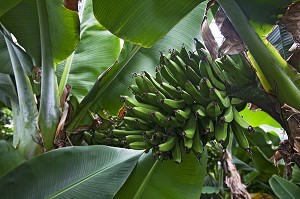 SERRE CHAUFFEE PAR UN SYSTEME GEOTHERMIQUE ABRITANT UNE CULTURE DE BANANES, HVERAGERDI, SUD OUEST DE L'ISLANDE, EUROPE 