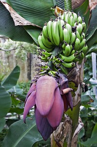 SERRE CHAUFFEE PAR UN SYSTEME GEOTHERMIQUE ABRITANT UNE CULTURE DE BANANES, HVERAGERDI, SUD OUEST DE L'ISLANDE, EUROPE 