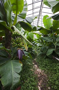 SERRE CHAUFFEE PAR UN SYSTEME GEOTHERMIQUE ABRITANT UNE CULTURE DE BANANES, HVERAGERDI, SUD OUEST DE L'ISLANDE, EUROPE 
