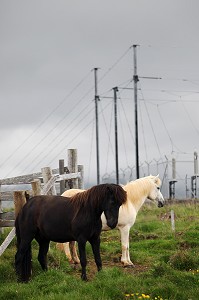CHEVAUX ISLANDAIS, PRES DE MOSFELLSBAER, OUEST DE L'ISLANDE, EUROPE 