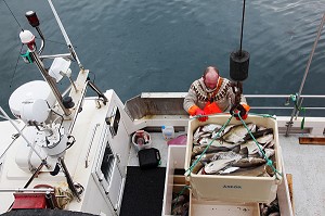 DECHARGEMENT DE MORUES OU CABILLAUDS PAR UN PECHEUR ISLANDAIS, ARRIVEE D'UN BATEAU DE PECHE DANS LE PORT DE REYKJAVIK, ISLANDE, EUROPE 
