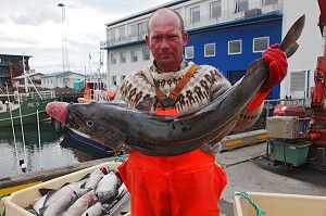 PORTRAIT D'UN PECHEUR ISLANDAIS TENANT UNE MORUE OU CABILLAUD DANS LE PORT DE REYKJAVIK, ISLANDE, EUROPE 
