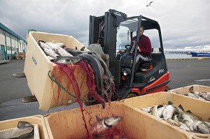 DECHARGEMENT DE MORUES OU CABILLAUDS D'UN BATEAU DE PECHE ISLANDAIS DANS LE PORT DE REYKJAVIK, ISLANDE, EUROPE 