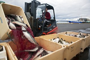 DECHARGEMENT DE MORUES OU CABILLAUDS D'UN BATEAU DE PECHE ISLANDAIS DANS LE PORT DE REYKJAVIK, ISLANDE, EUROPE 