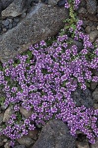 ROCHE VOLCANIQUE RECOUVERTE DE SILENES, SUD OUEST DE L'ISLANDE, EUROPE 