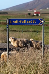 MOUTON ISLANDAIS ET SA LAINE, ISLANDE, EUROPE 