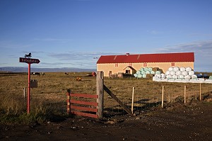ELEVAGE DU CHEVAL ISLANDAIS, ISLANDE, EUROPE 