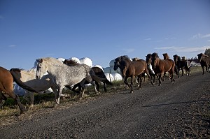 ELEVAGE DU CHEVAL ISLANDAIS, ISLANDE, EUROPE 