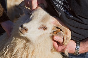 MOUTON ISLANDAIS ET SA LAINE, ISLANDE, EUROPE 