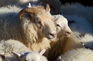 MOUTON ISLANDAIS ET SA LAINE, ISLANDE, EUROPE 