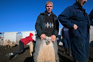 MOUTON ISLANDAIS ET SA LAINE, ISLANDE, EUROPE 