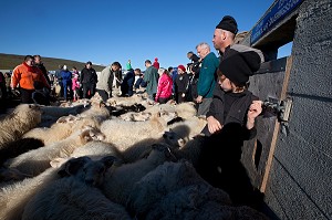 MOUTON ISLANDAIS ET SA LAINE, ISLANDE, EUROPE 