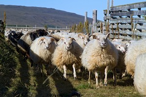 MOUTON ISLANDAIS ET SA LAINE, ISLANDE, EUROPE 