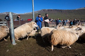 MOUTON ISLANDAIS ET SA LAINE, ISLANDE, EUROPE 