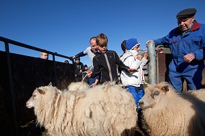 MOUTON ISLANDAIS ET SA LAINE, ISLANDE, EUROPE 