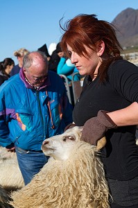 MOUTON ISLANDAIS ET SA LAINE, ISLANDE, EUROPE 