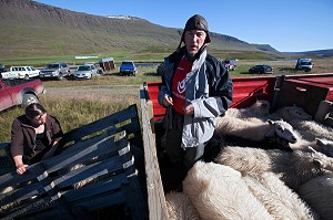 MOUTON ISLANDAIS ET SA LAINE, ISLANDE, EUROPE 