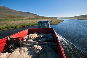 MOUTON ISLANDAIS ET SA LAINE, ISLANDE, EUROPE 