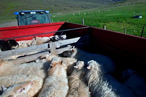 MOUTON ISLANDAIS ET SA LAINE, ISLANDE, EUROPE 