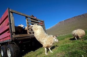 MOUTON ISLANDAIS ET SA LAINE, ISLANDE, EUROPE 