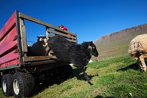 MOUTON ISLANDAIS ET SA LAINE, ISLANDE, EUROPE 