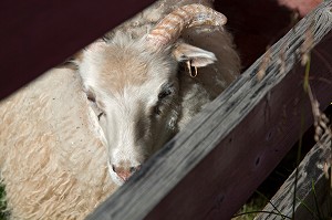 MOUTON ISLANDAIS ET SA LAINE, ISLANDE, EUROPE 