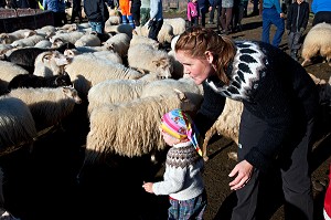 MOUTON ISLANDAIS ET SA LAINE, ISLANDE, EUROPE 