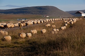 MOUTON ISLANDAIS ET SA LAINE, ISLANDE, EUROPE 