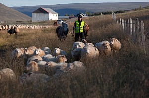 MOUTON ISLANDAIS ET SA LAINE, ISLANDE, EUROPE 