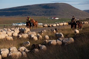 MOUTON ISLANDAIS ET SA LAINE, ISLANDE, EUROPE 