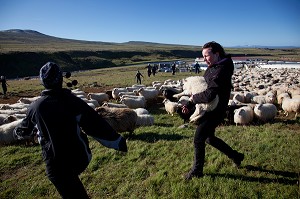 MOUTON ISLANDAIS ET SA LAINE, ISLANDE, EUROPE 