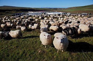 MOUTON ISLANDAIS ET SA LAINE, ISLANDE, EUROPE 