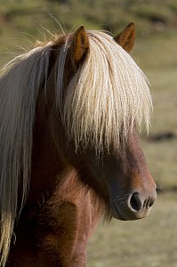 ELEVAGE DU CHEVAL ISLANDAIS, ISLANDE, EUROPE 