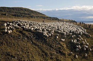 MOUTON ISLANDAIS ET SA LAINE, ISLANDE, EUROPE 