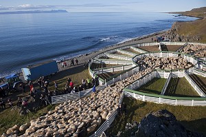 MOUTON ISLANDAIS ET SA LAINE, ISLANDE, EUROPE 