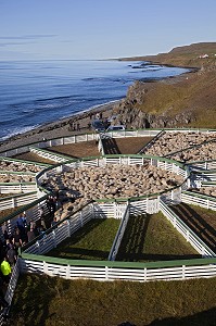 MOUTON ISLANDAIS ET SA LAINE, ISLANDE, EUROPE 