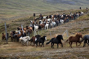 ELEVAGE DU CHEVAL ISLANDAIS, ISLANDE, EUROPE 