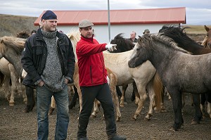 ELEVAGE DU CHEVAL ISLANDAIS, ISLANDE, EUROPE 