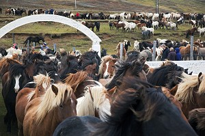 ELEVAGE DU CHEVAL ISLANDAIS, ISLANDE, EUROPE 