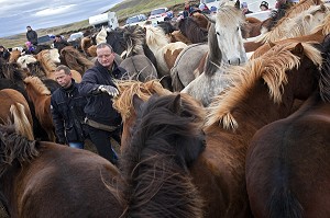 ELEVAGE DU CHEVAL ISLANDAIS, ISLANDE, EUROPE 