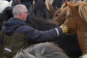 ELEVAGE DU CHEVAL ISLANDAIS, ISLANDE, EUROPE 