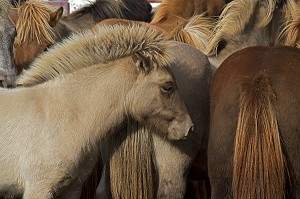 ELEVAGE DU CHEVAL ISLANDAIS, ISLANDE, EUROPE 