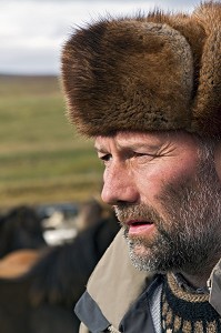 ELEVAGE DU CHEVAL ISLANDAIS, ISLANDE, EUROPE 