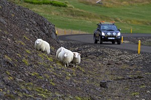 MOUTON ISLANDAIS ET SA LAINE, ISLANDE, EUROPE 