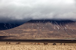 ELEVAGE DU CHEVAL ISLANDAIS, ISLANDE, EUROPE 