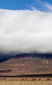 ELEVAGE DU CHEVAL ISLANDAIS, ISLANDE, EUROPE 