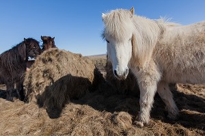 ELEVAGE DU CHEVAL ISLANDAIS, ISLANDE, EUROPE 